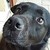 :iconbikerfan92: