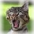 :iconbilka182: