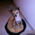 :iconbilkie: