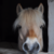 :iconbilldeneige: