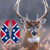:iconbilly-bob500: