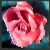 :iconbillybob110288: