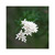 :iconBillyLoganPhoto: