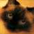 :iconbillypeddle: