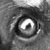 :iconbimdog: