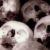 :iconbinderofdreams: