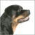 :iconbinson: