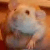 :iconbio-rowan: