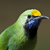 :iconbiodiversity: