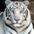 :iconbiohazardcat: