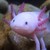 :iconbiomech81: