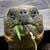 :iconbionic-tortoise: