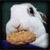 :iconbionichalo: