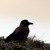:iconbird-of-light: