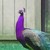 :iconbirdboy1231: