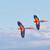 :iconbirdflying: