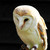 :iconbirding4all: