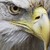 :iconbirdnerdcentral: