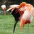 :iconbirdreader: