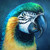 :iconbirds-4-better: