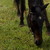 :iconbirds-sing-stables: