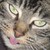 :iconbirdwhispers: