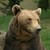 :iconbisounours-fr:
