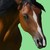 :iconbits-unbridled: