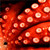 :iconbittersquid: