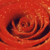 :iconbittersweet13: