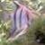 :iconbjmachosky: