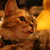 :iconblaar1: