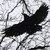 :iconblack--raven: