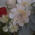 :iconblack-blu-tears: