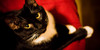 :iconblack-cat-cognizance: