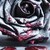 :iconblack-chipmunk:
