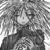 :iconblack-chrysalis: