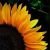 :iconblack-denaris:
