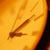 :iconblack-ink89: