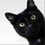 :iconblack-kat9: