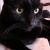 :iconblack-kitty34: