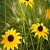 :iconblack-maple-tree: