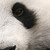 :iconblack-panda: