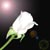 :iconblack-poison-wraith: