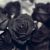 :iconblack-rose-7: