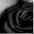 :iconblack-rose-luver: