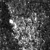 :iconblack-scorpiones: