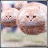 :iconblack-shiro: