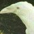 :iconblack-sis:
