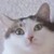 Black-swamp-voodoo :iconblack-swamp-voodoo: